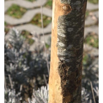 Confezione palo tondo castagno semiscortecciato diam. 3-5x210 cm con
