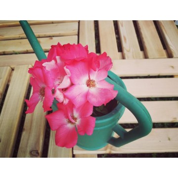 Confezione 4 mattonelle in larice, dimensioni 34x34x h4 cm